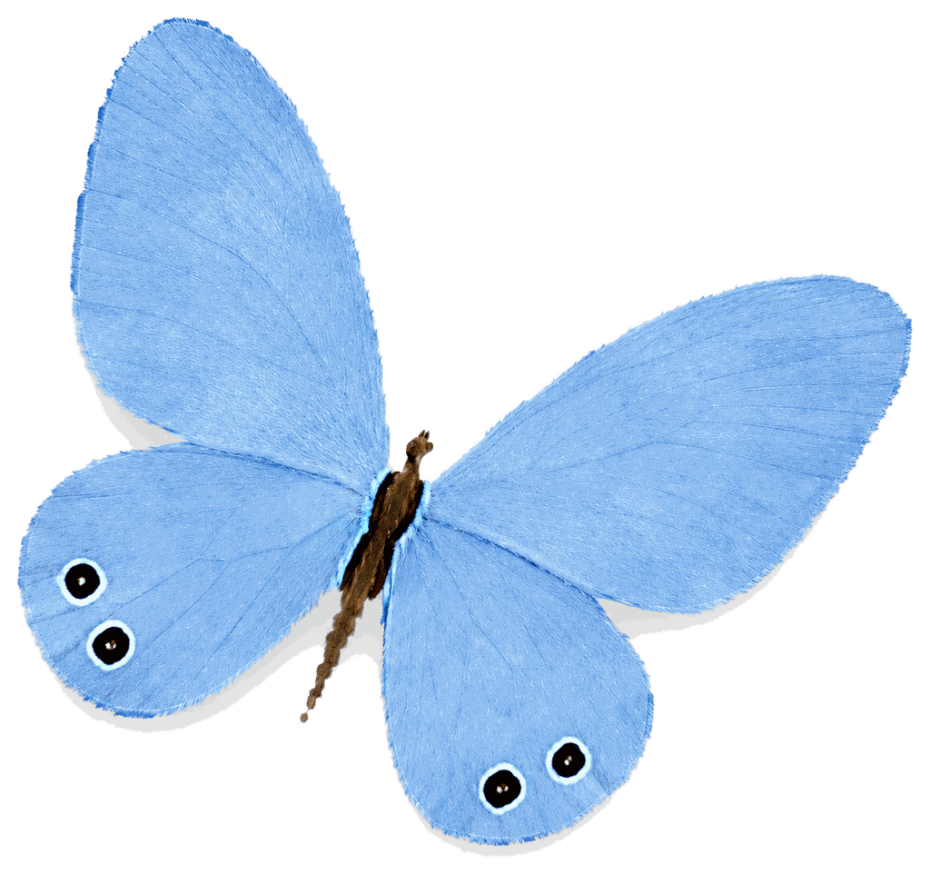 Primary butterfly